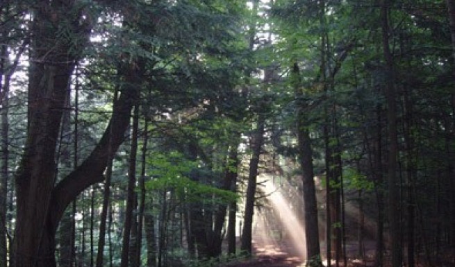 Noblewood Trail