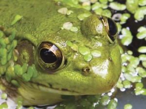 "Wabatsu Frog" (Photo by Betsy Bacot-Aigner) "Wabatsu Frog" (Photo by Betsy Bacot-Aigner)
