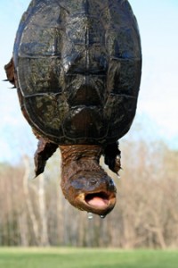 Turtle rescued from the road 