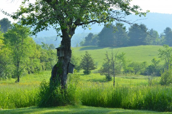 Jill Piper's photograph of the Atea Ring's blissful Champlain Valley setting. Jill Piper's photograph of the Atea Ring's blissful Champlain Valley setting.