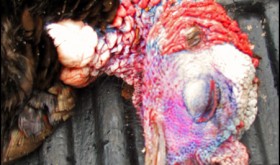 Wild turkey
