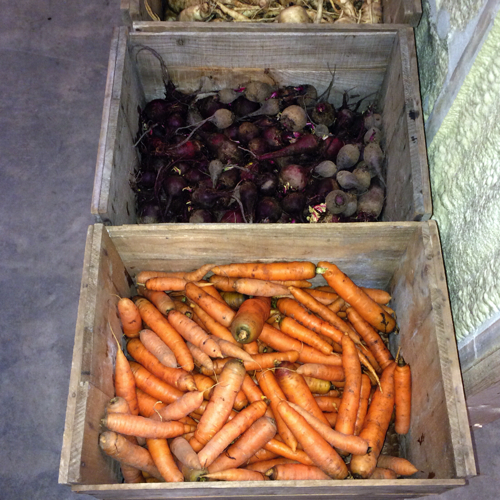 Crates of root vegetables at Full and By Farm