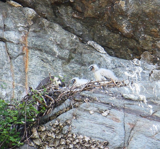 Opsrey and chicks seen at the Palisades (Credit: Elizabeth Lee)