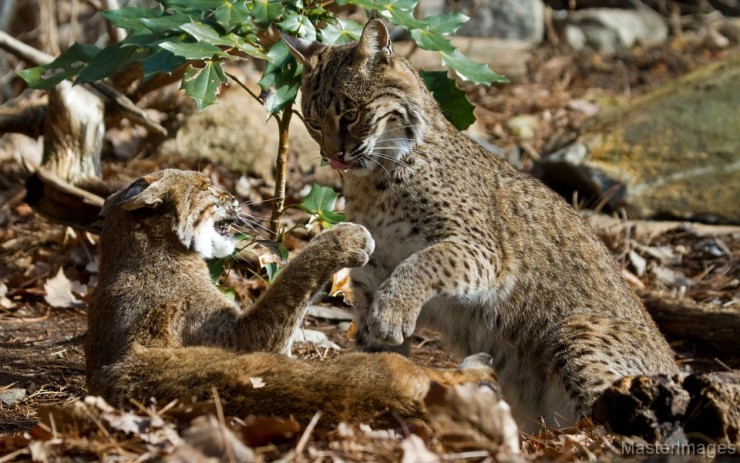 virtualDavis.tumbler - Why Bobcats Should Be Protected